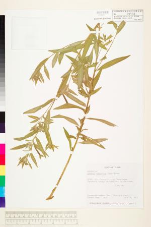 Ludwigia octovalvis (Jacq.) Raven_標本_BRCM 3574