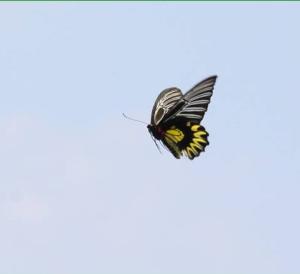 珠光鳳蝶蘭嶼亞種 (蘭嶼黃裙鳳蝶、蘭嶼金鳳蝶)