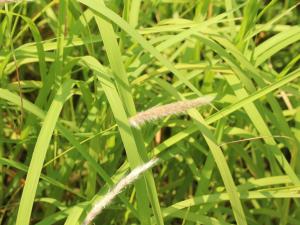 白茅 (茅針 茅根 茅草)