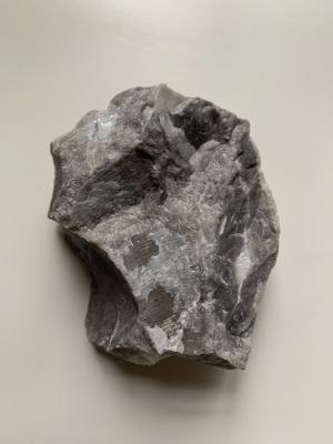 臺灣我的家-岩石標本-化石石灰岩