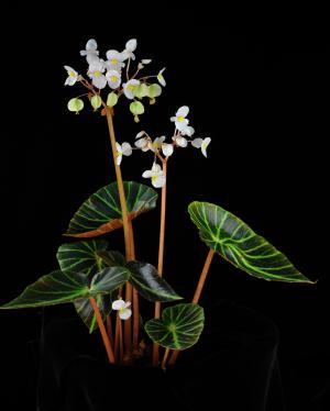 Begonia chingipengii_BRCM 5522