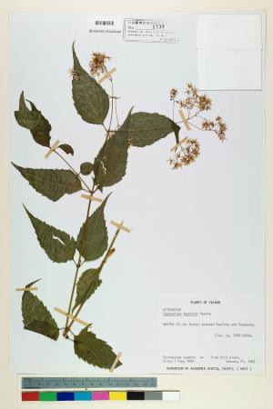 Eupatorium tashiroi Hayata_標本_BRCM 5696