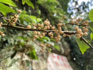 臺灣山桂花