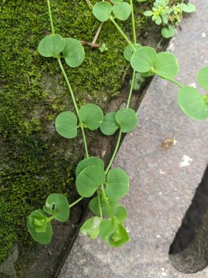 荷蓮豆草