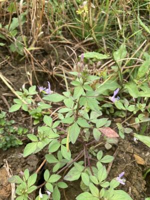 皺子白花菜