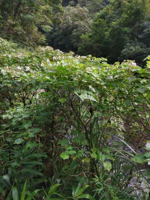 山芙蓉