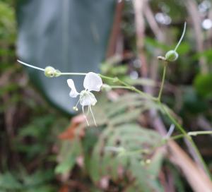 毛果竹葉菜