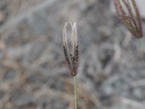 虎尾草、刺虎尾草、孟仁草