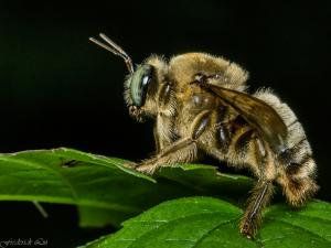 Xylocopa collaris_001.jpg