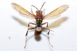 日本長腳蜂 Polistes japonicus