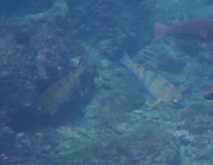 藍點鸚哥魚