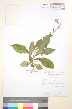 Blumea sessiliflora Decne._標本_BRCM 4793