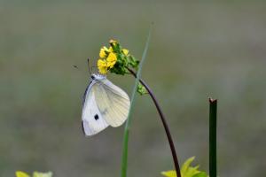 菜粉蝶