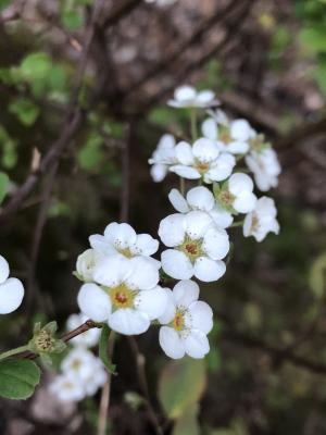 笑靨花