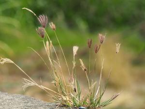 虎尾草、刺虎尾草、孟仁草