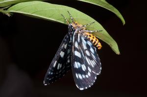 120523 宜蘭 田丸 碎斑虎蛾 Cruriopsis funebris cognata Jordan, 1912_800ori