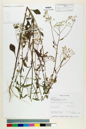 Vernonia cinerea (L.) Less. var. parviflora (Reinw.) DC._標本_BRCM 5116