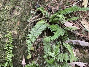 生芽鐵角蕨(承名變種)