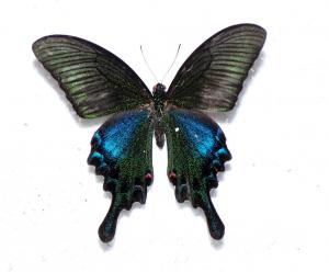 烏鴉鳳蝶 Papilio bianor thrasymedes