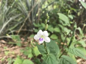 小花寬葉馬偕花