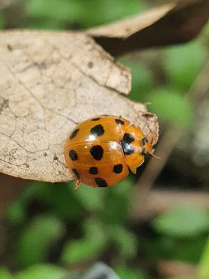 紅肩瓢蟲