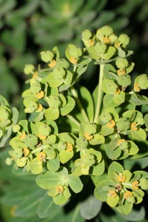 岩大戟-Euphorbiaceae大戟科-大戟屬-Euphorbia jolkini--20090322臺北東北角-澳底-雙子葉-IMG_1890