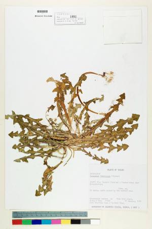 Taraxacum formosanum Kitam._標本_BRCM 5642