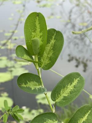 圓葉鏈莢豆