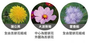 菊科植物中管狀花與舌狀花的不同形式