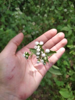 勝紅薊 (藿香薊)