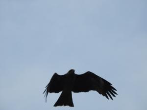 黑鳶