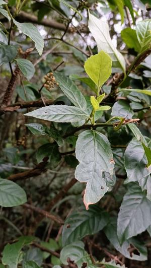 臺灣山桂花