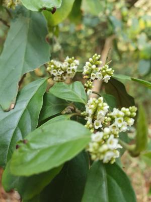 臺灣山桂花