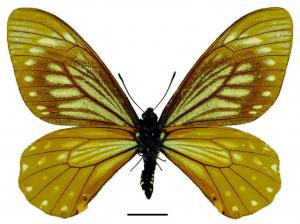 Papilio epycides melanoleucus Ney, 1911 黃星斑鳳蝶