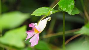 紫花鳳仙花