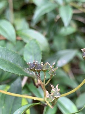 華八仙(華南分布)