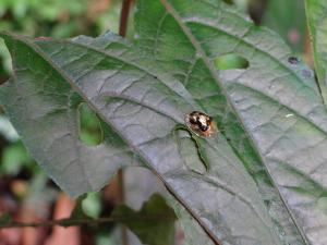 紹德龜金花蟲