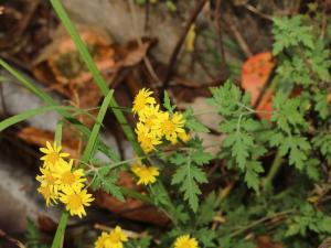 阿里山油菊