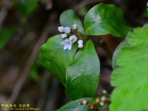 白花蛇根草