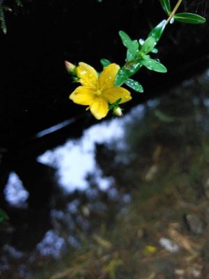 玉山金絲桃