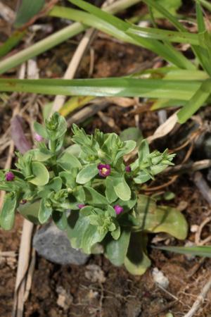 百金-Gentianaceae龍膽科-百金屬-Centaurium japonicum-20090510臺北-北海岸-十八王公廟-雙子葉-IMG_1076