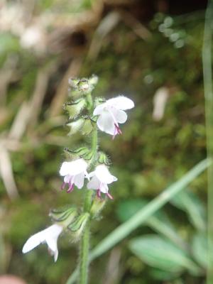 阿里山紫花鼠尾草