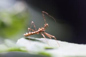 齒緣刺獵蝽