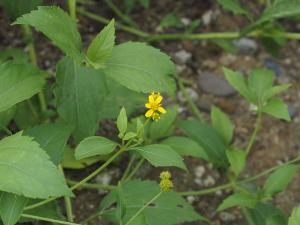 雙花蟛蜞菊