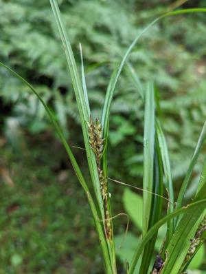 寬果宿柱薹