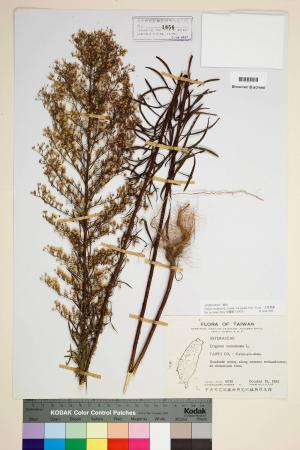 Conyza canadensis (L.) Cronq. var. pusilla (Nutt.) Cronq._標本_BRCM 5026