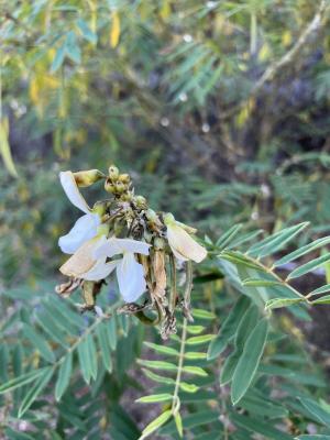 白花鐵富豆