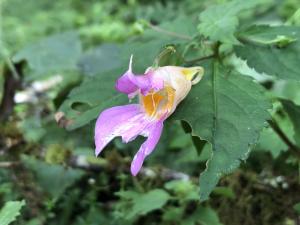 紫花鳳仙花