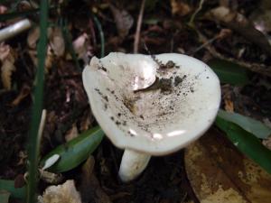 Lactarius piperatus(白辣乳菇)