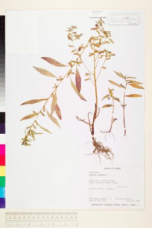 Ludwigia perennis L._標本_BRCM 3593